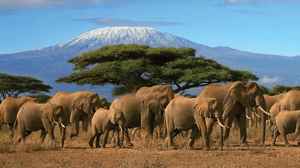 Kenya Wildlife Safari Adventure