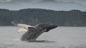 Ultimate Alaska Collector’s Voyage – 15 Days