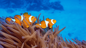 Reef of Dreams – Queensland (2028)
