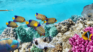 Great Barrier Reef Explorer