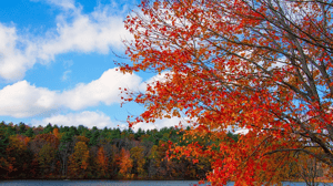 Circle Japan in Autumn’s Splendour (Nov 2027)