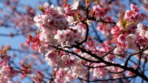 Blossoms of Japan Explorer (Mar 2027)
