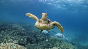 Heron Island & Central QLD: Over-60s Social Getaway (2026)