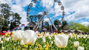 Blooming Australia: Canberra Floriade & NSW Garden Gems