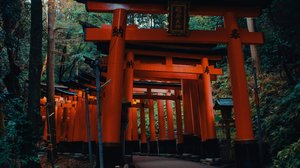 Japan, Cosmos Flowers & Mount Fuji Discovery