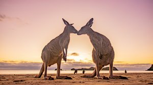Wonders of the Murray River & Kangaroo Island Tour