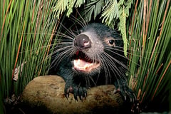 Bicheno Tasmanian Devil, Tasmania