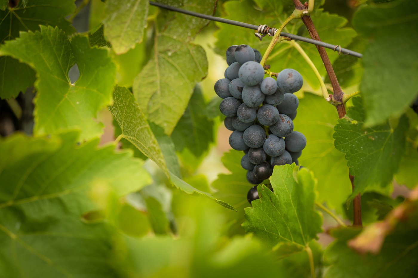 Hunter Valley winery