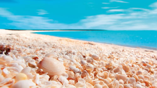 Visit Shell Beach, formed by billions of cockle shells up to ten metres deep
