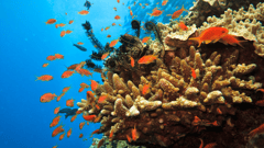 Great Barrier Reef