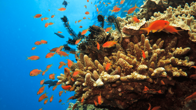 Queensland & Great Barrier Reef Discovery (Dec 2027)