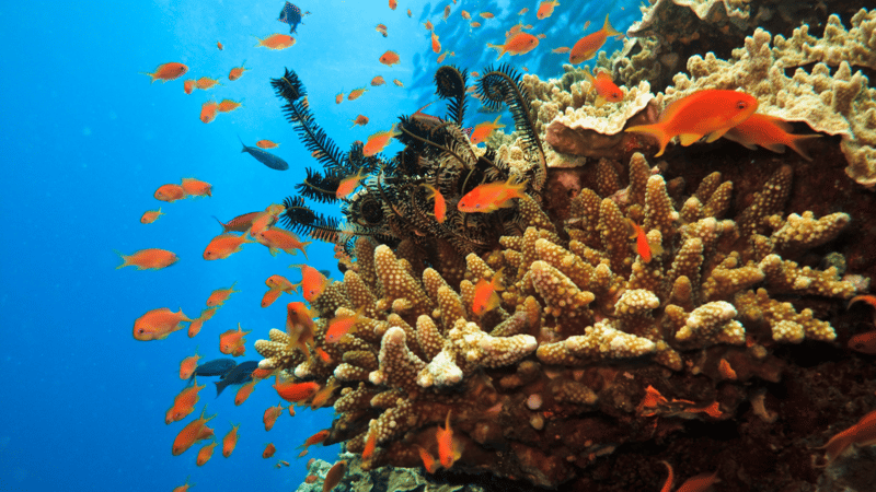 Great Barrier Reef