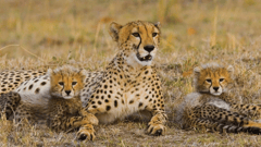 Set off in search of the “Big 5”