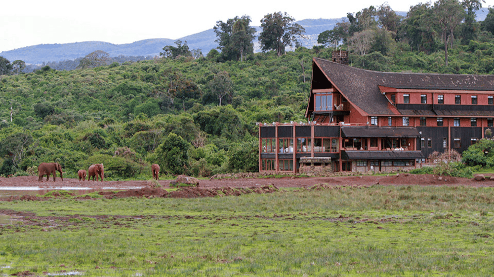 Elephants outside The Ark, Kenya