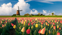 Tulips