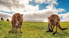 Kangaroo Island