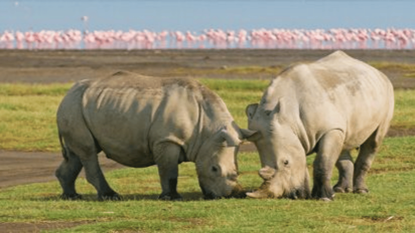 Rhinos, Aberdare National Park