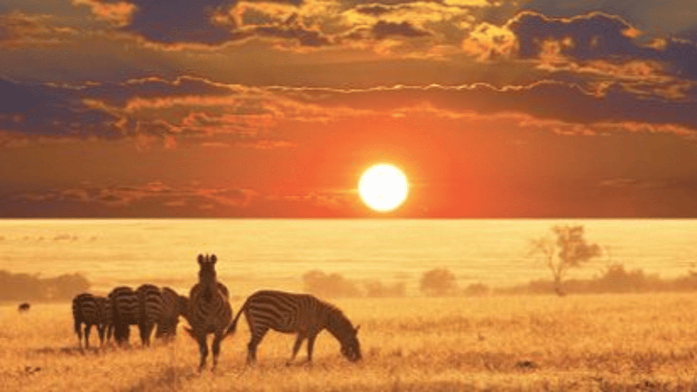 Zebras, Samburu National Reserve