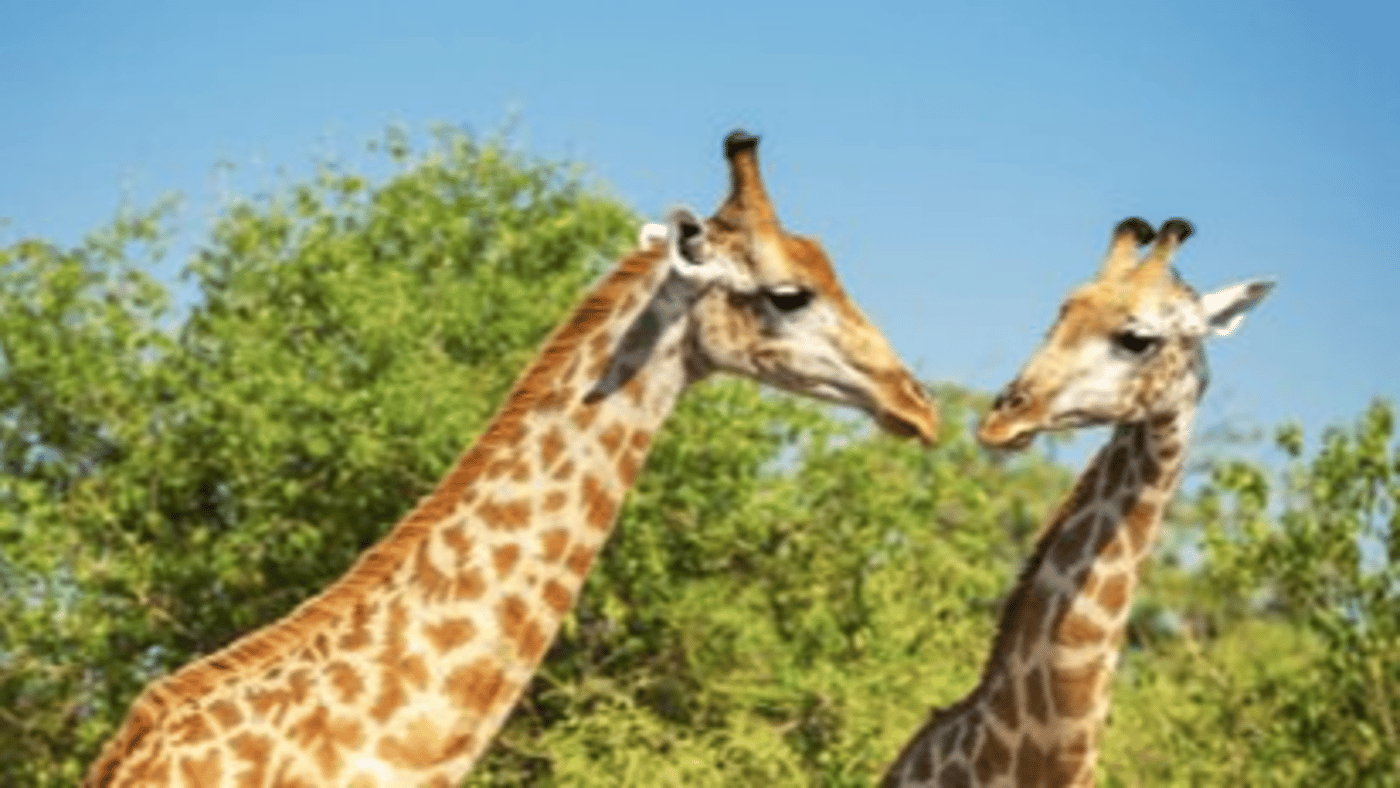 Giraffes
