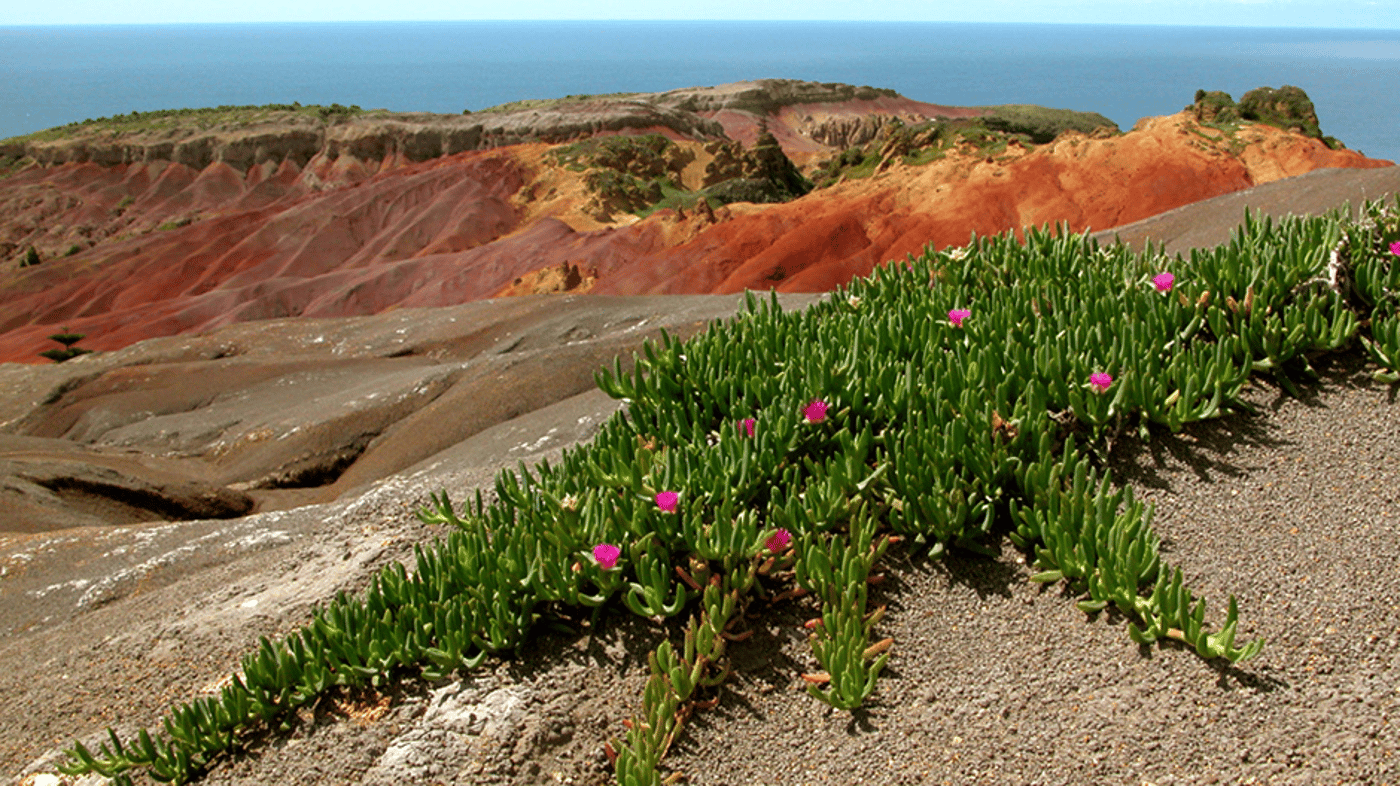 Take a side trip to the nearby Phillip Island