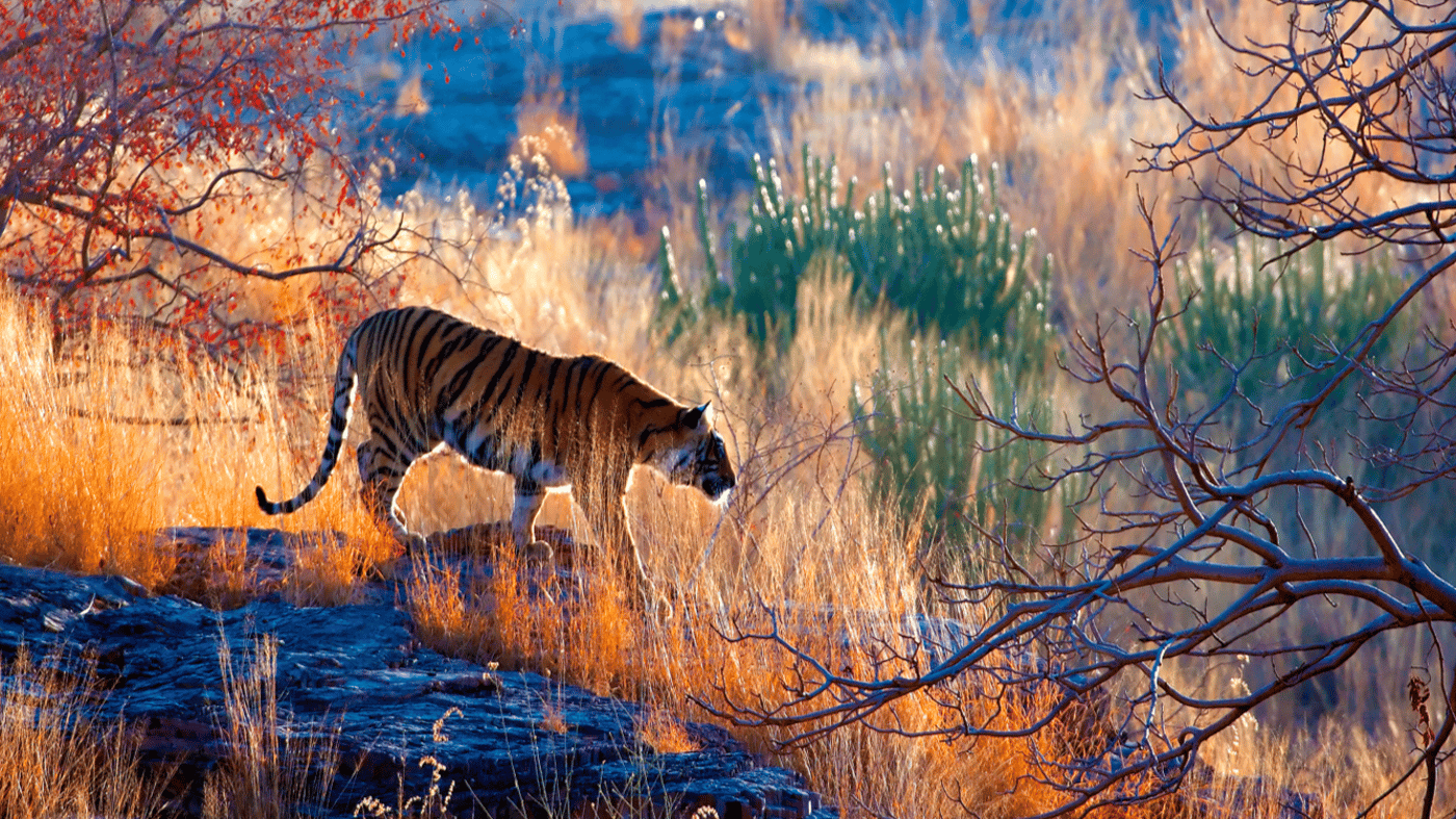 Ranthambore National Park, India