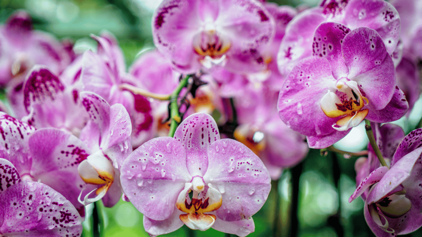 Singapore orchids