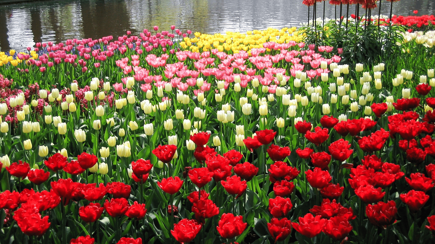 Keukenhof Gardens