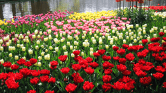 Keukenhof Gardens