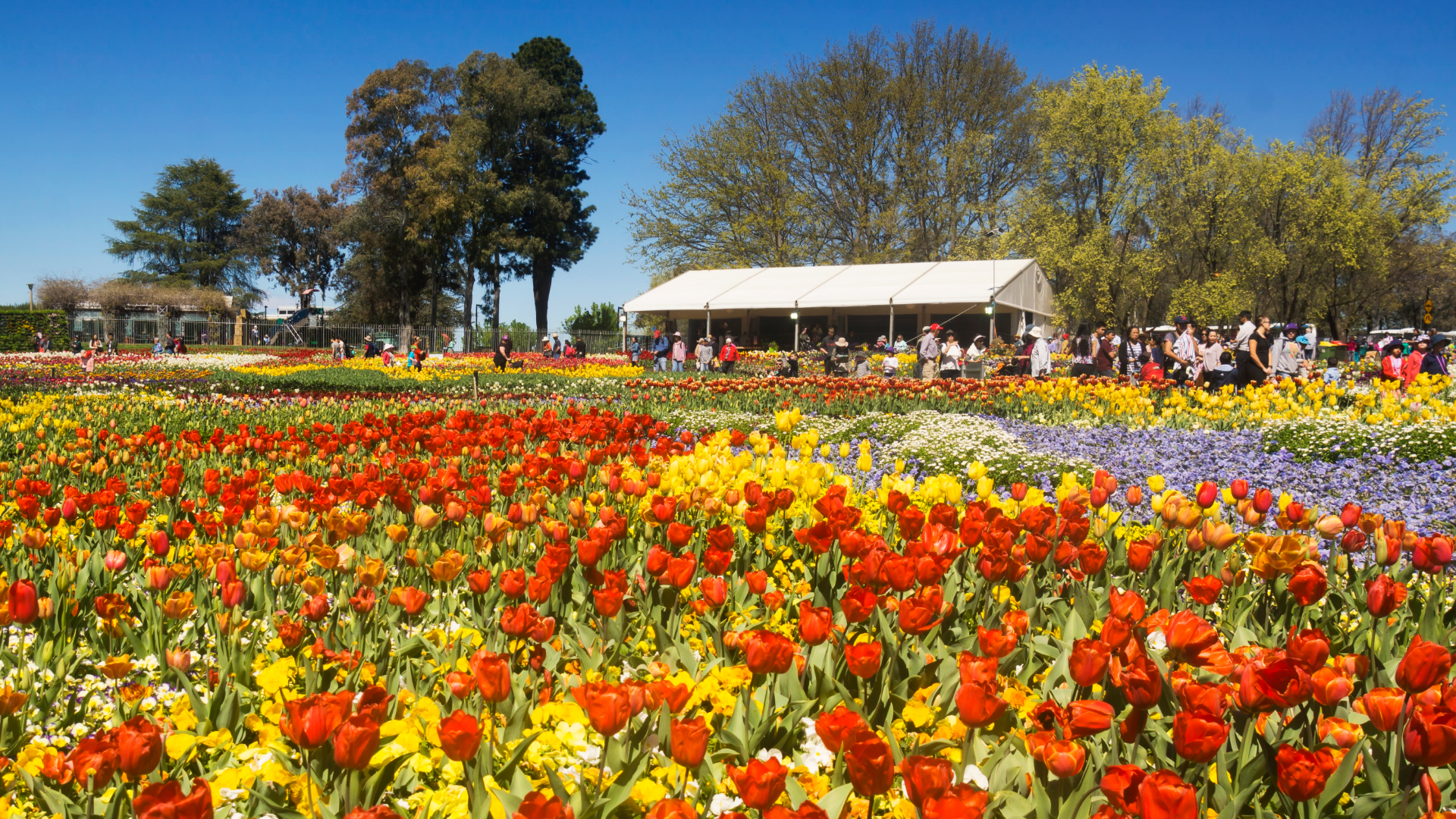 ADDITIONAL DEPARTURE FOR 2019! Floriade Canberra & Tulip Time Bowral Tour -  Travel at 60