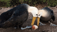 Espanola Island, Galapagos