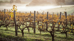 Margaret River winery