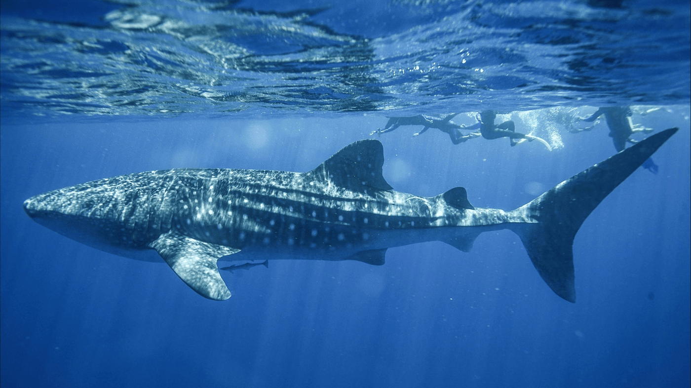 Whale Shark swim, Sal Salis Ningaloo Reef