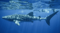 Whale Shark Swimming, Ningaloo Reef