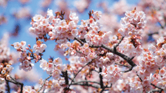 Cherry Blossom