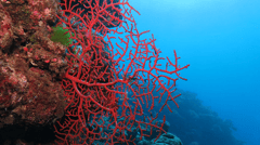 Coral, Agincourt Reef