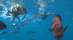 Marine life, Outer Great Barrier Reef cruise