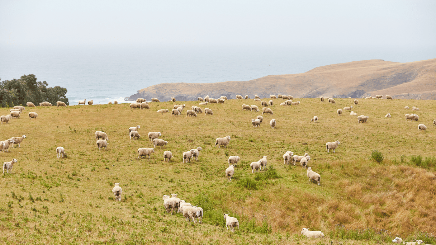 New Zealand - Dunedin