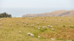 New Zealand - Dunedin