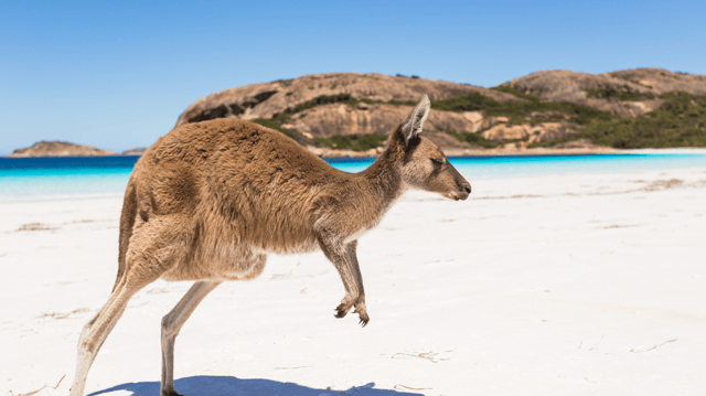 Kangaroo Island Discovery Cruise from Adelaide (2028)