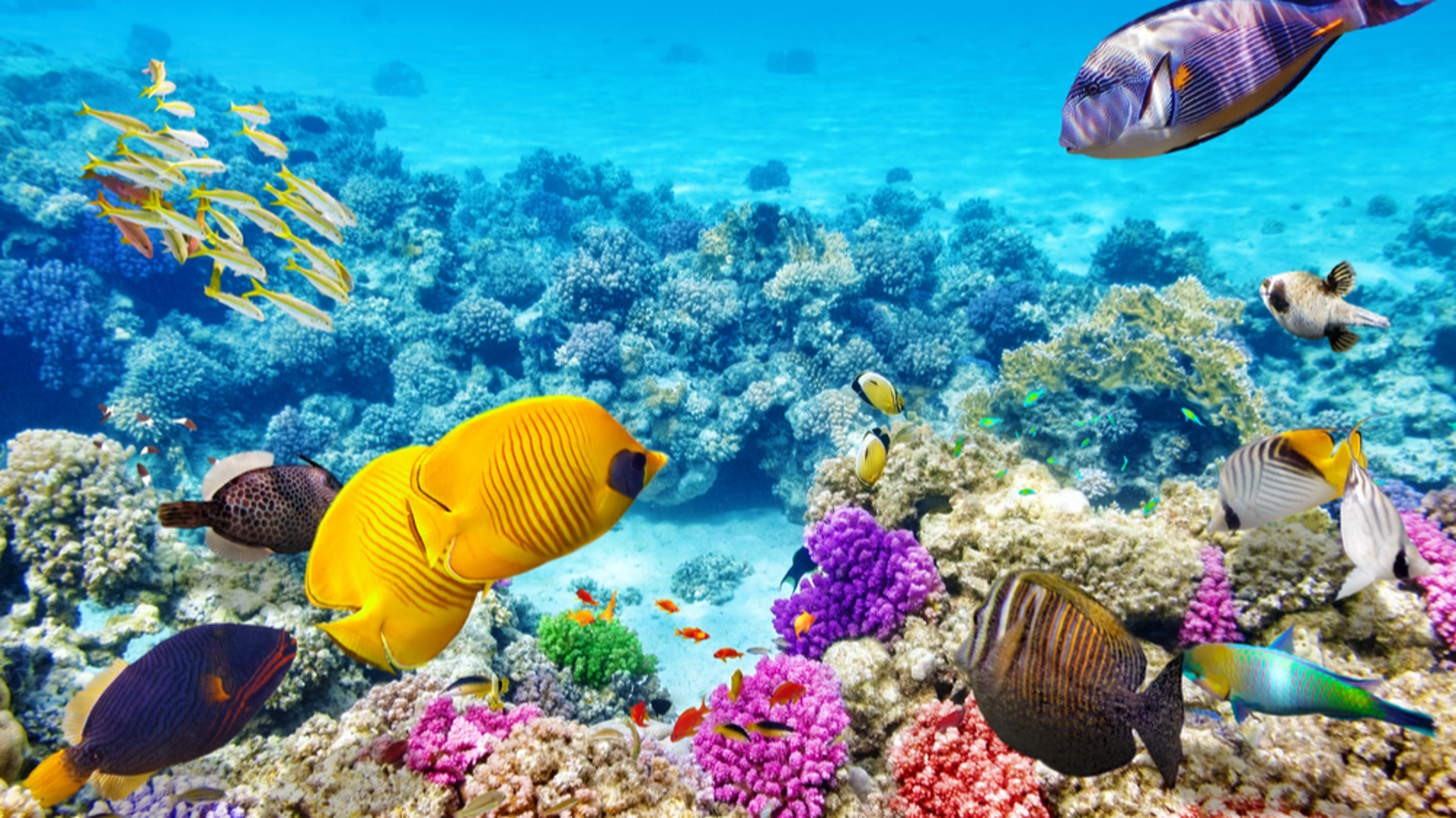 New Sabrecraft Marine Patrol Jetcat 18000 Gun Boat ... FINAL DAY OF FLASH SALE - CALL NOW! 7-night Great Barrier ...