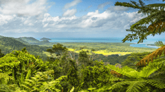 Daintree