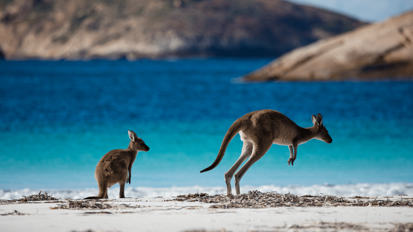 View the wildlife at Lucky Bay