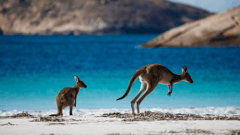 View the wildlife at Lucky Bay