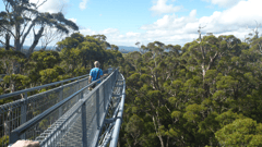 Enjoy the bird's eye view from the Valley of the Giants Tree Top Walk