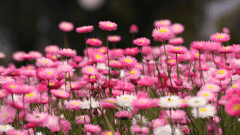 Wildflowers in Coalseam Conservation Park