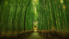 Arashiyama Bamboo Grove