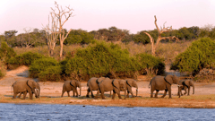 Chobe National Park is famous for its elephant herds