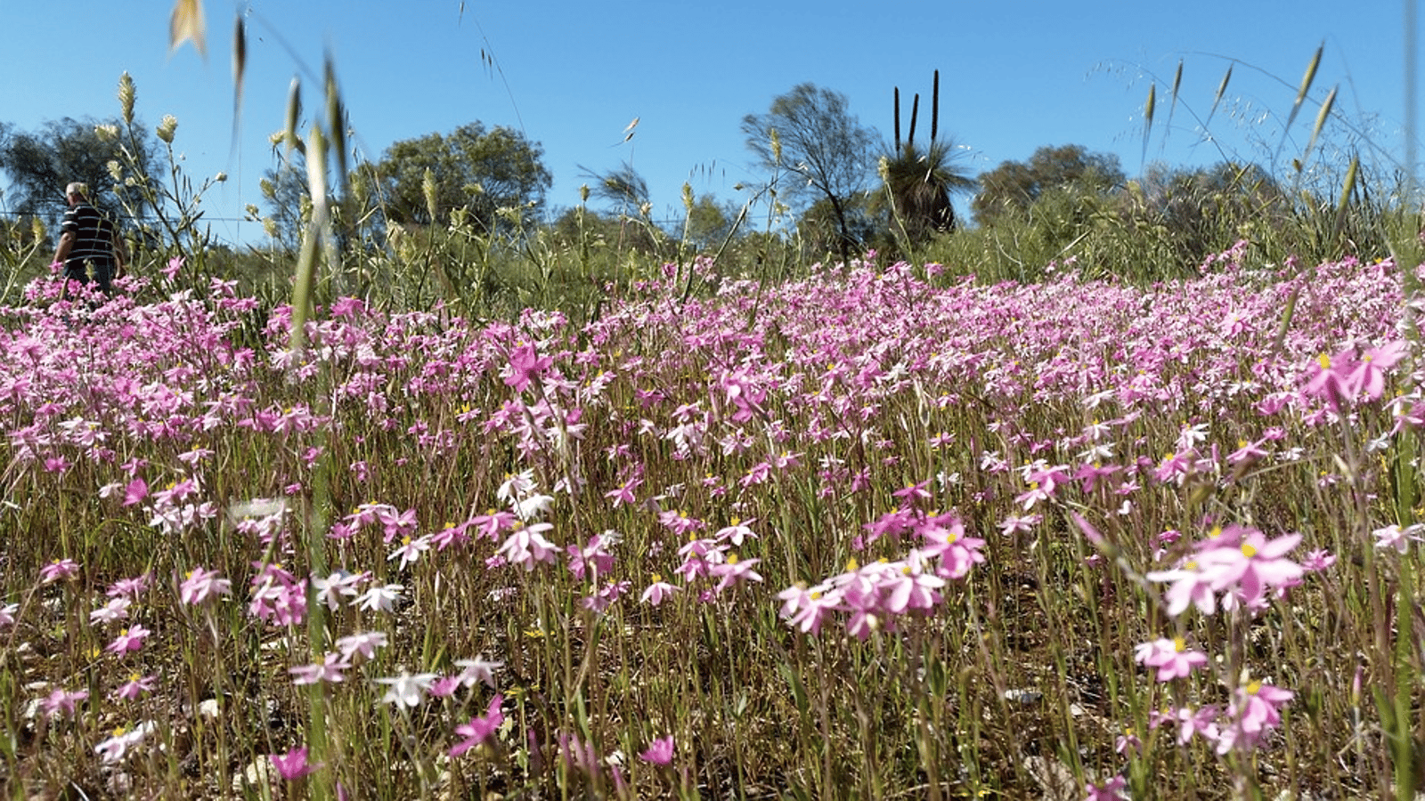 11-day South Western Wildflowers Tour - Travel at 60 ...