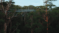 Experience the Valley of the Giants Tree Top Walk