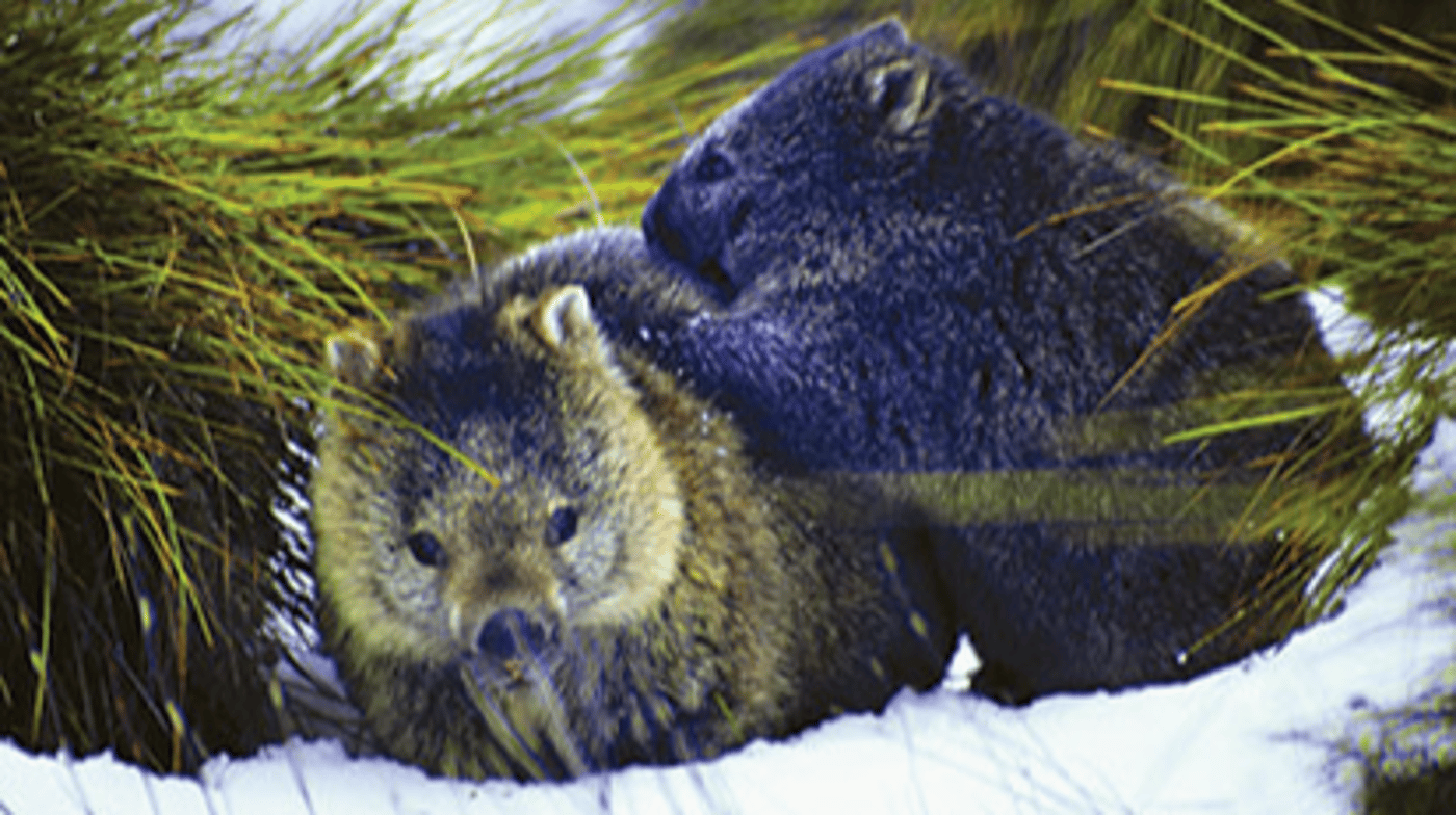 Enjoy wildlife spotting in Cradle Mountain National Park